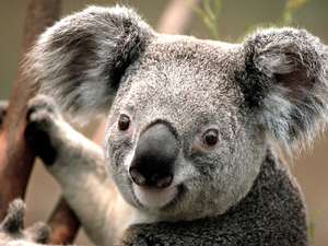 127474293392846452koala